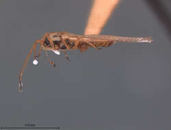 Image of Leptodictya (Hanuala) evidens Drake 1928