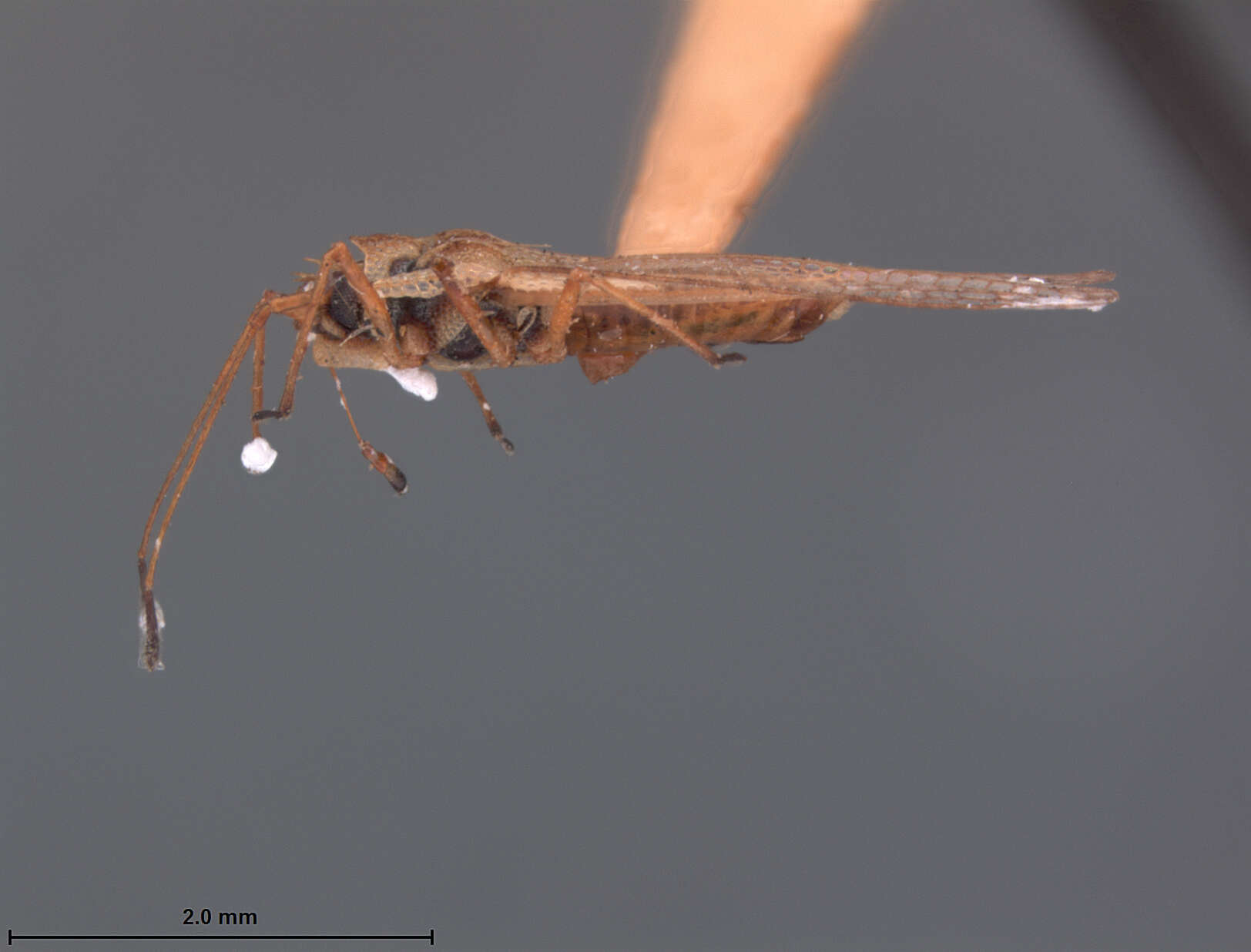 Image of Leptodictya (Hanuala) evidens Drake 1928