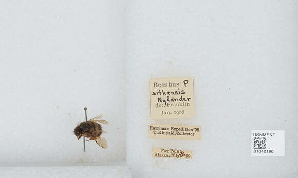 Image de Bombus sitkensis Nylander 1848