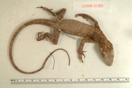 Sivun Anolis microtus Cope 1871 kuva