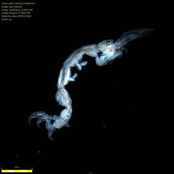 Image of Skeleton shrimp