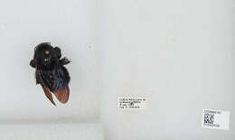 Image of Bombus pullatus Franklin 1913