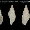 Image of Daphnella capensis (G. B. Sowerby Iii 1892)