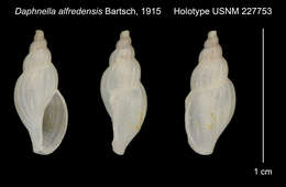 Image de Daphnella capensis (G. B. Sowerby Iii 1892)