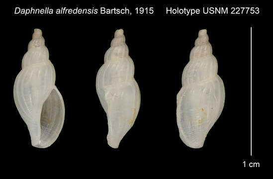 Image of Daphnella capensis (G. B. Sowerby Iii 1892)