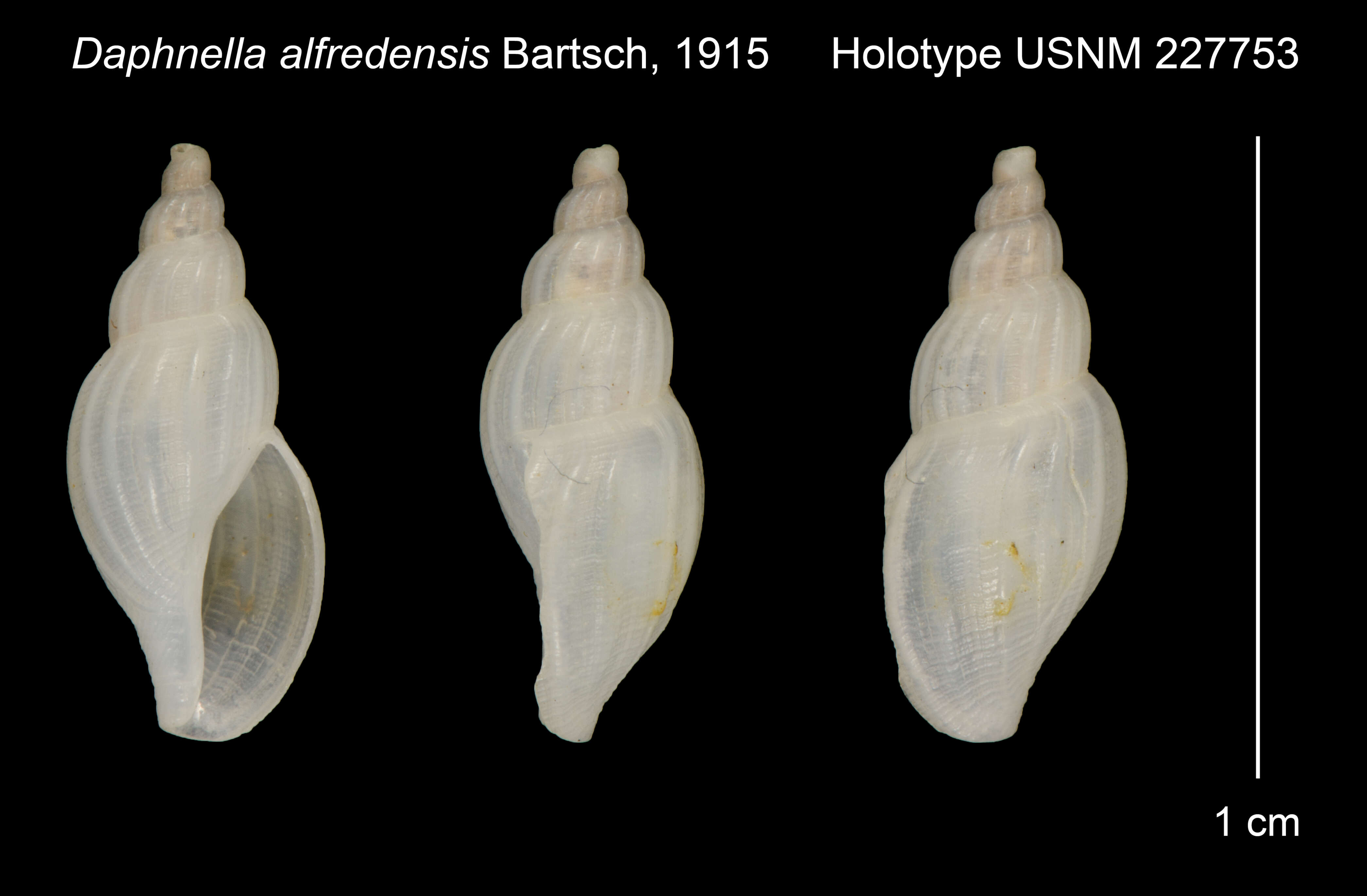 Image de Daphnella capensis (G. B. Sowerby Iii 1892)