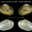 Image of Unio ferussacianus Lea