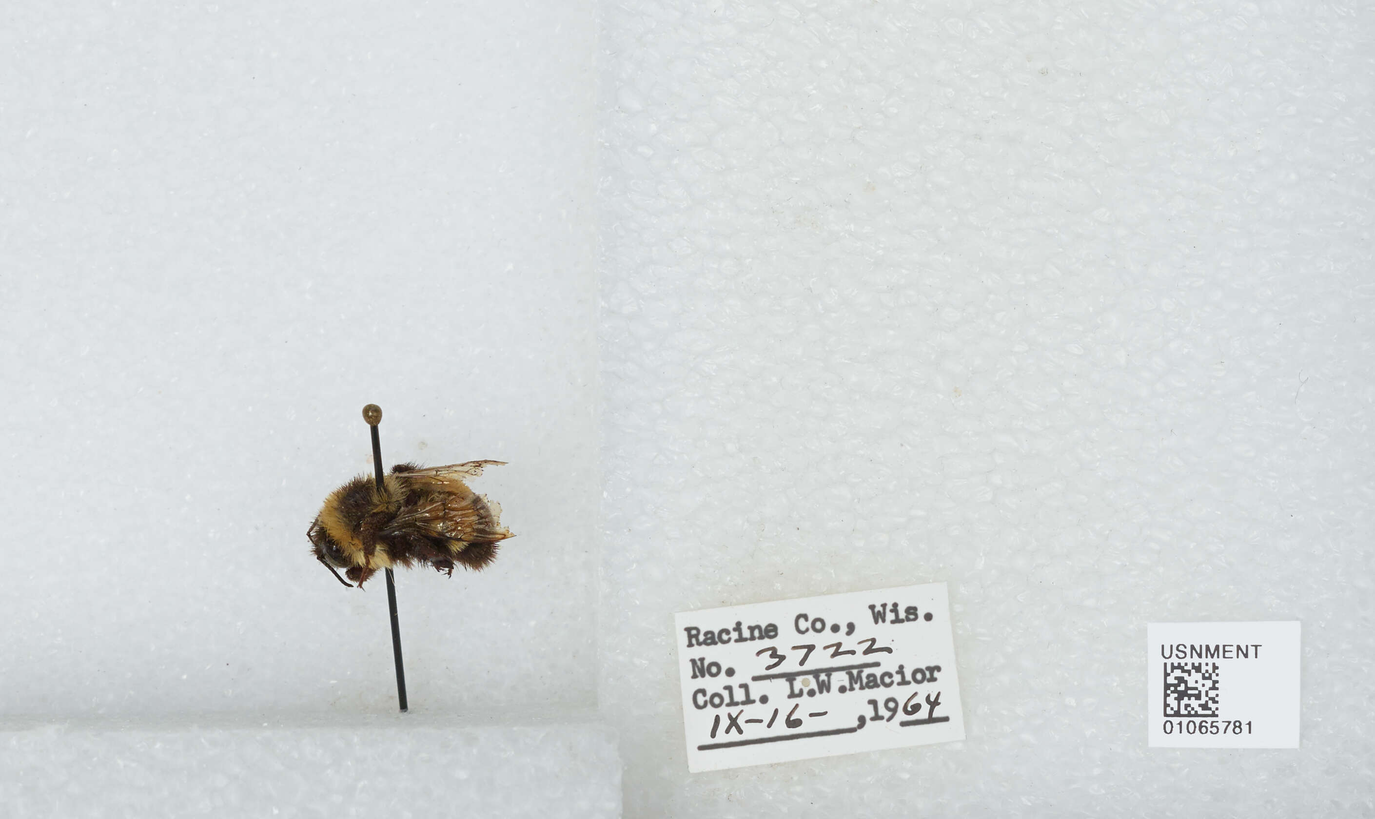 Image of Rusty patched bumble bee