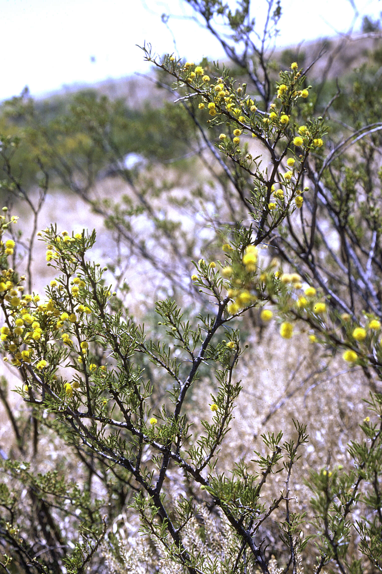 Image of <i>Acacia neovernicosa</i>