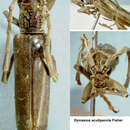 Image of Imbrius acutipennis (Fisher 1935)