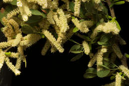 Image of Vachellia pringlei (Rose) Seigler & Ebinger