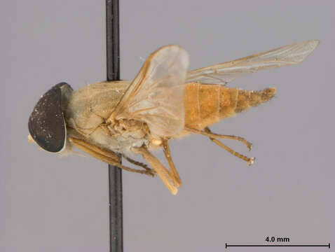 Image of Tabanus gilvellus Philip 1960