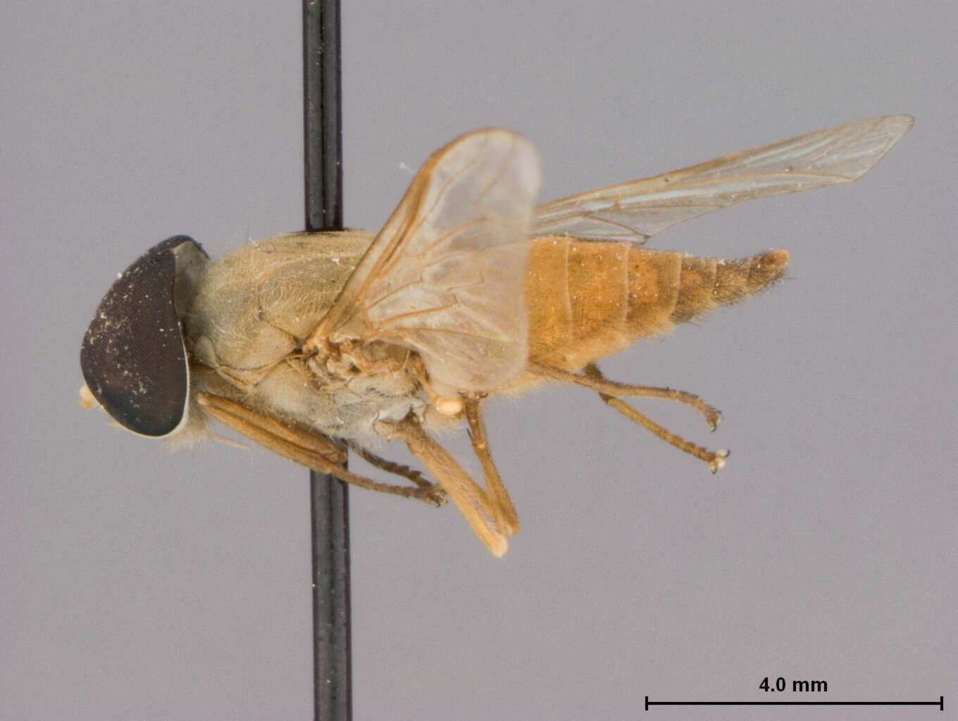 Image of Tabanus gilvellus Philip 1960