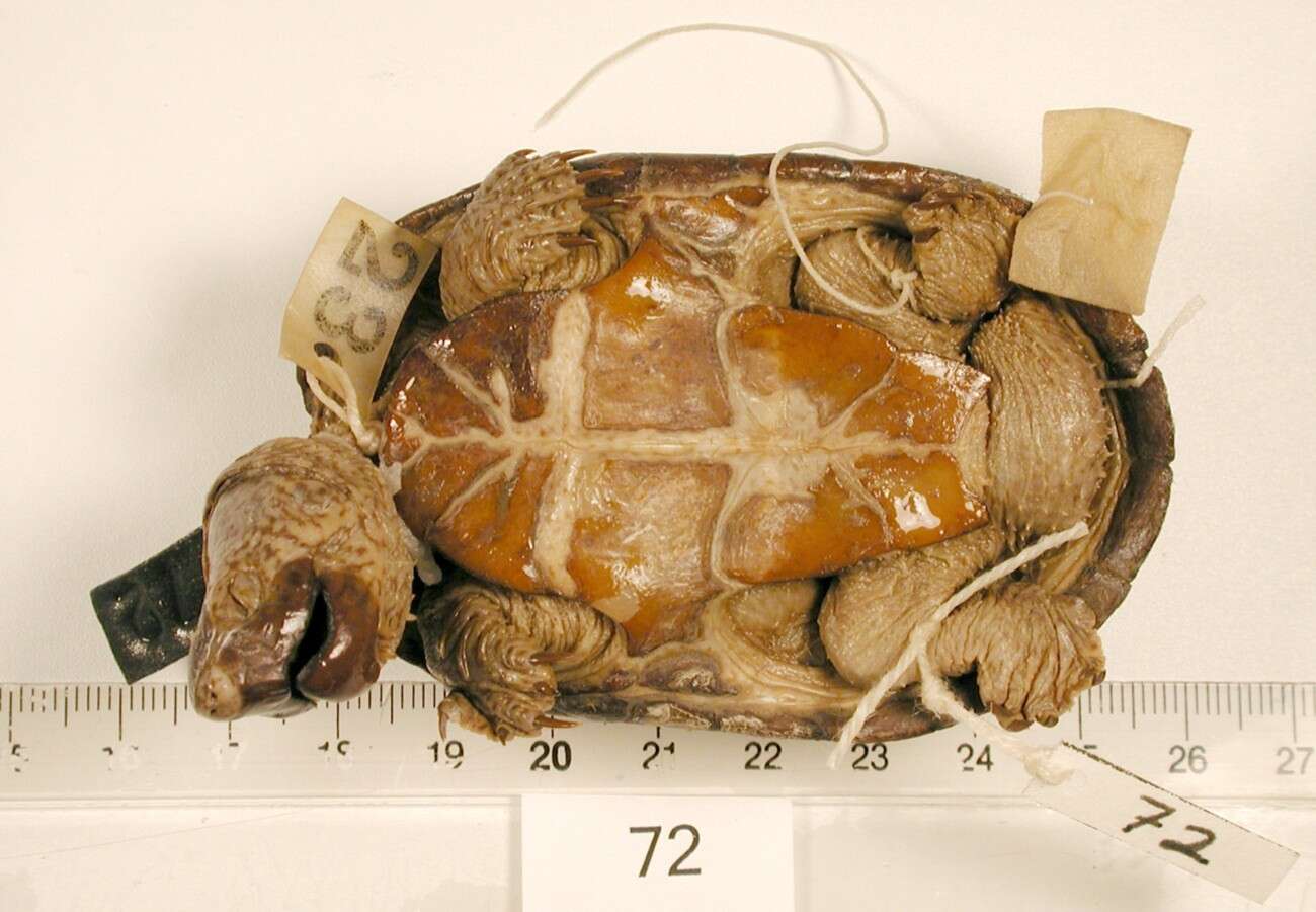 Image of Common Musk Turtle