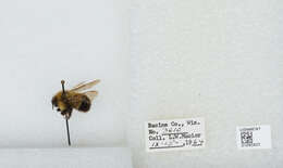 Image of Rusty patched bumble bee