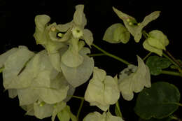 Слика од Bougainvillea spectabilis Willd.