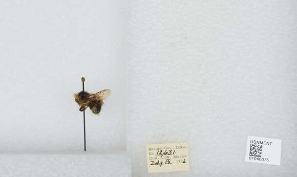 Image de Bombus sylvicola Kirby 1837