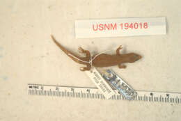 Image of Peravia Least Gecko