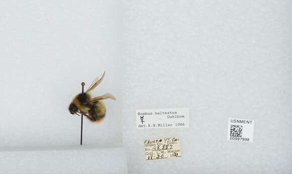 Слика од Bombus balteatus Dahlbom 1832