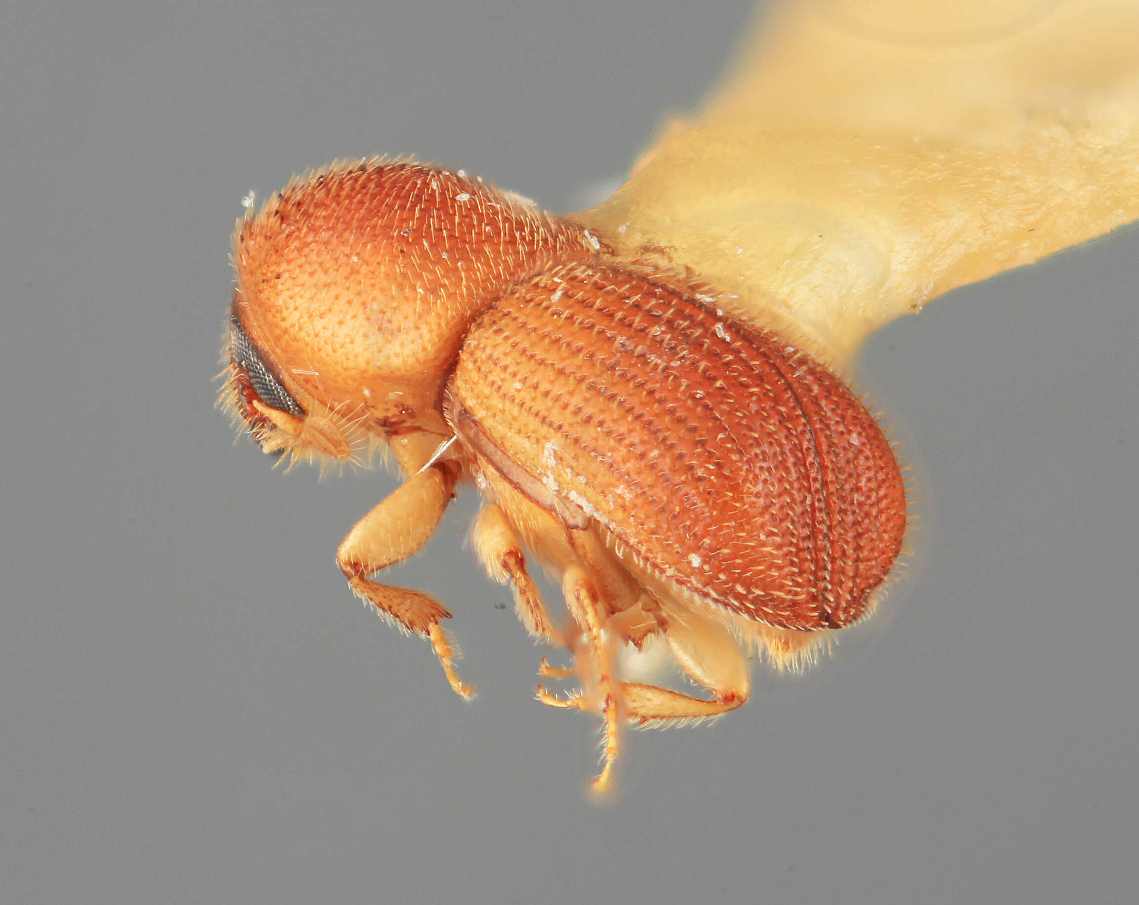 Image of Dendroterus fossifrons Wood 1984