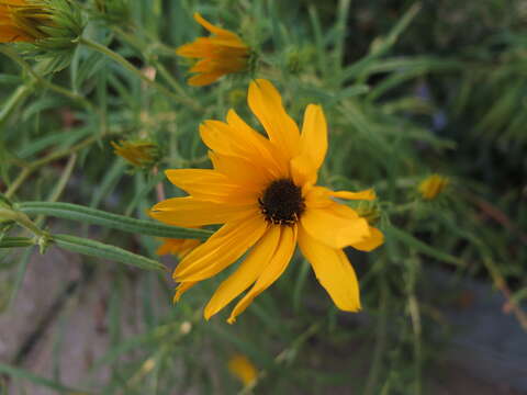 Image of Helianthus L.