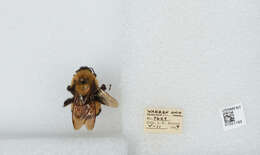 Image of Rusty patched bumble bee