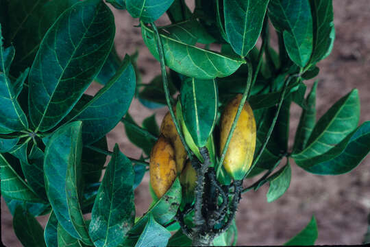 Image of Jacaratia digitata (Poepp. & Endl.) Solms-Laub.