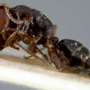 Image of Camponotus sanguinifrons Viehmeyer 1925