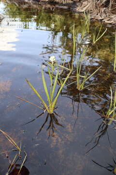 Image of lachnanthes