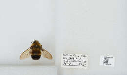 Image of Rusty patched bumble bee