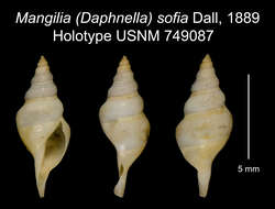 Image of Mangilia sofia Dall 1889