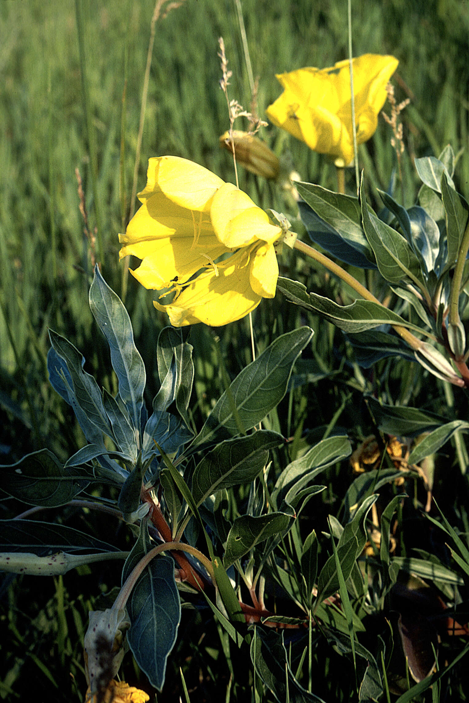 Oenothera macrocarpa subsp. macrocarpa resmi