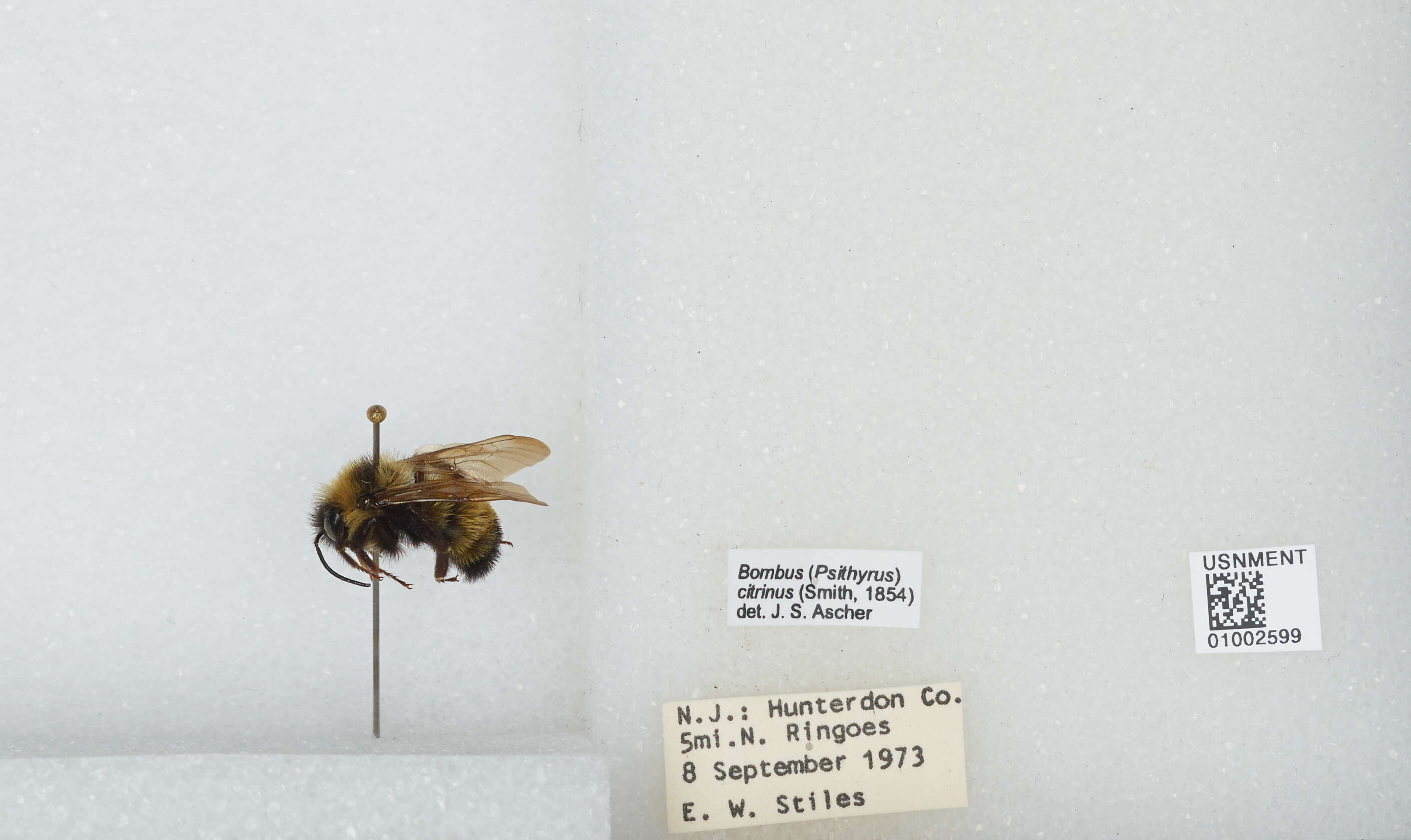 Image of Lemon Cuckoo Bumblebee