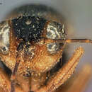 Image of Synergus oneratus (Harris 1841)