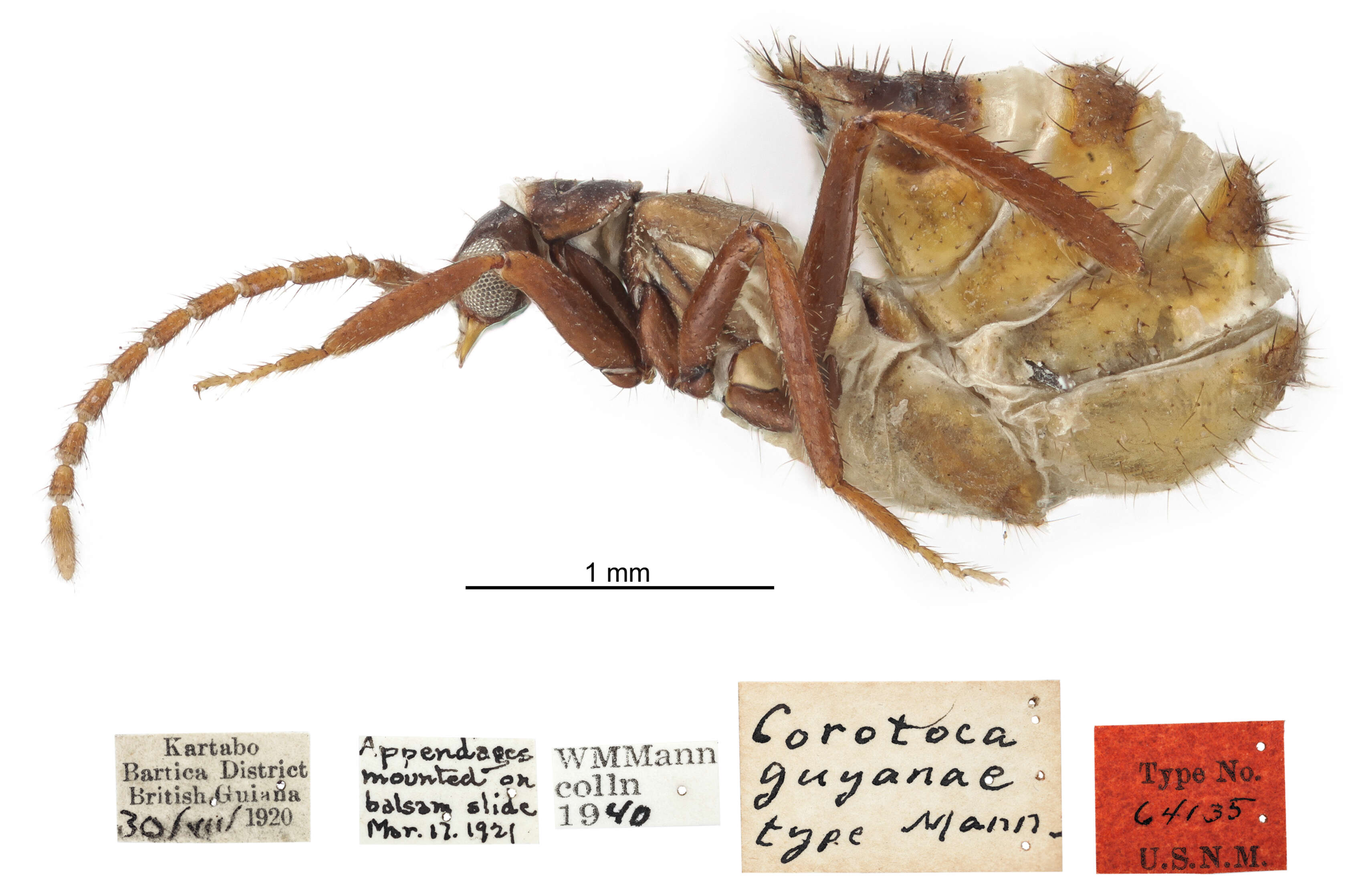 Cavifronexus guyanae (Mann 1923) resmi