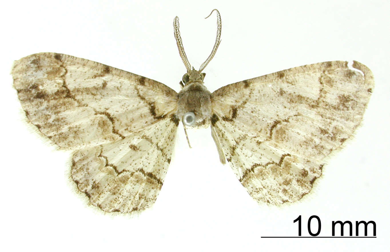 Image of Hymenomima tharpoides Dognin 1913
