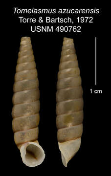 Imagem de Tomelasmus azucarensis C. Torre & Bartsch 1972