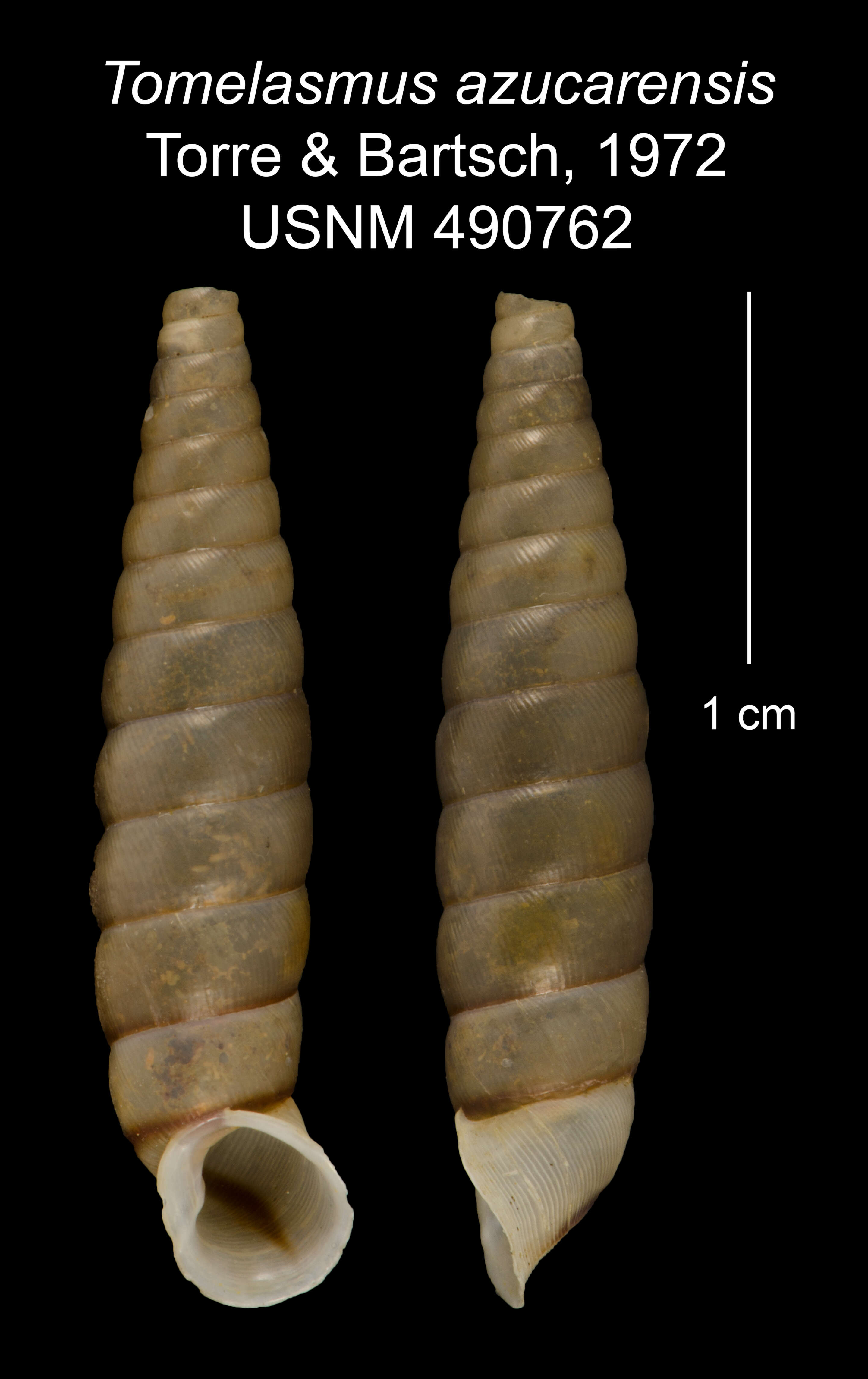 Imagem de Tomelasmus azucarensis C. Torre & Bartsch 1972