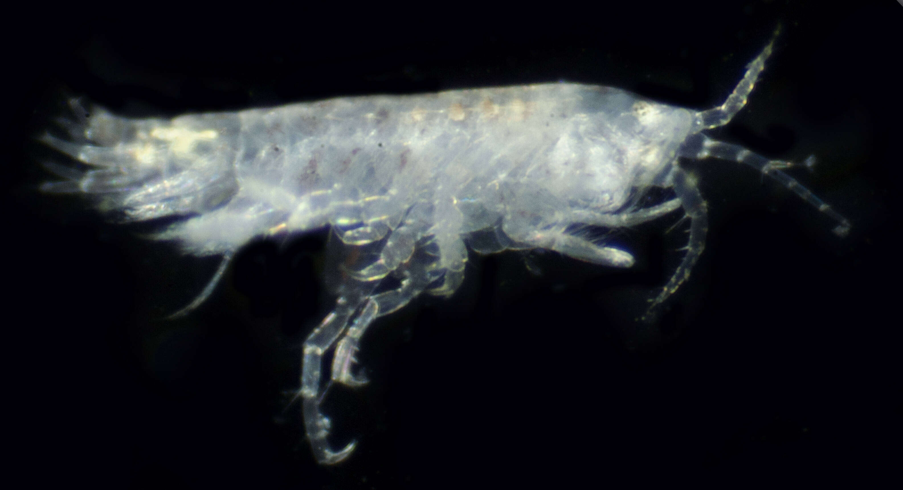 Image of Microprotopus raneyi Wigley 1966