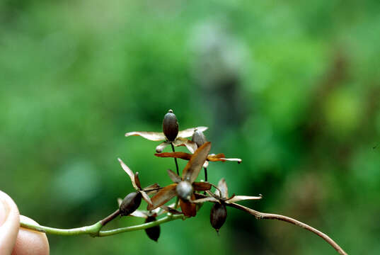 Image of Christmas vine