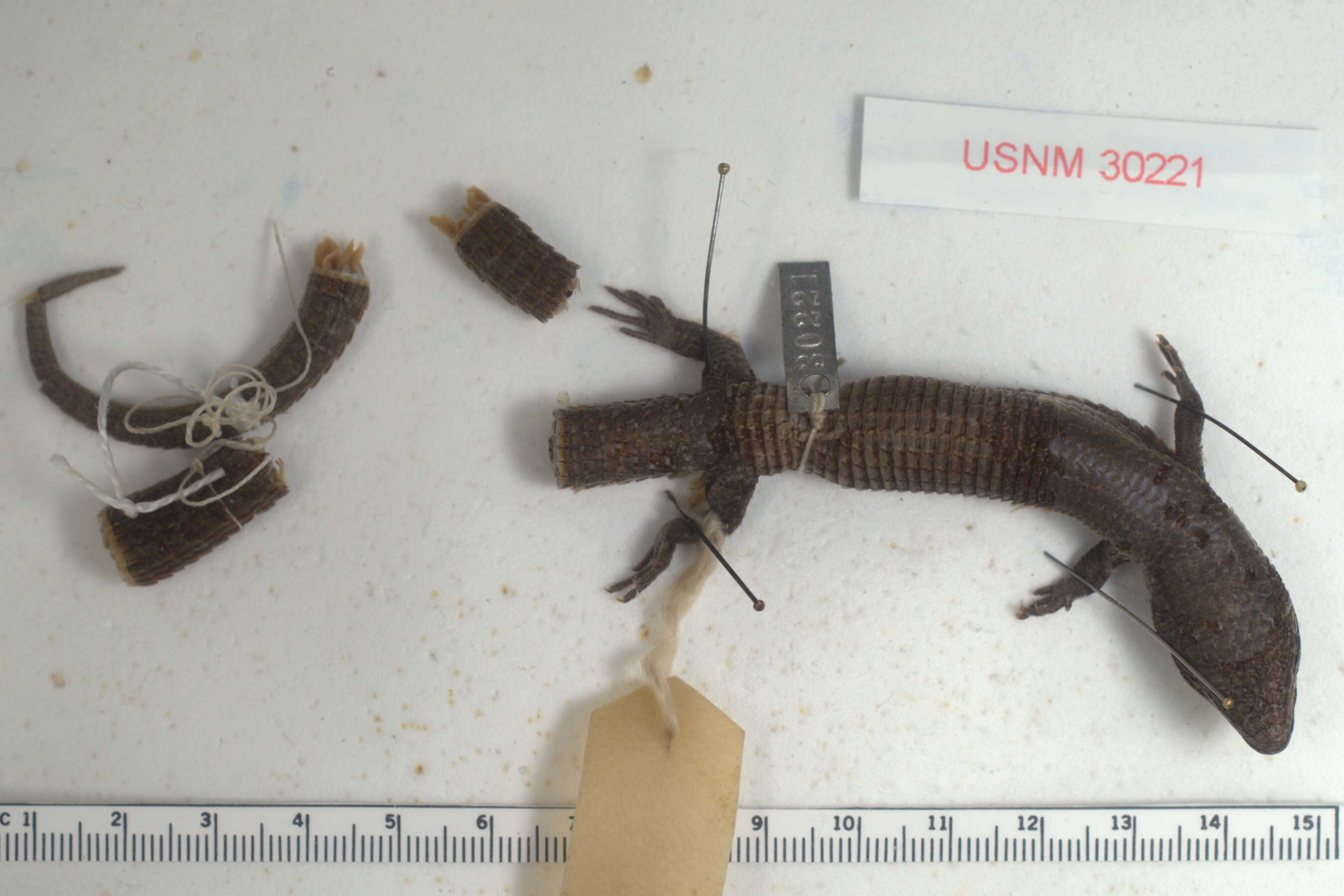 Image of Mount Orizaba Alligator Lizard