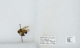 Image of Rusty patched bumble bee