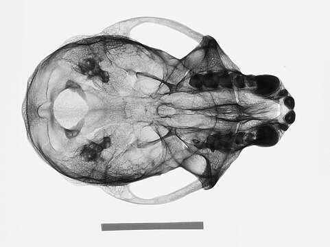 Image of Cercopithecus mitis stuhlmanni Matschie 1893