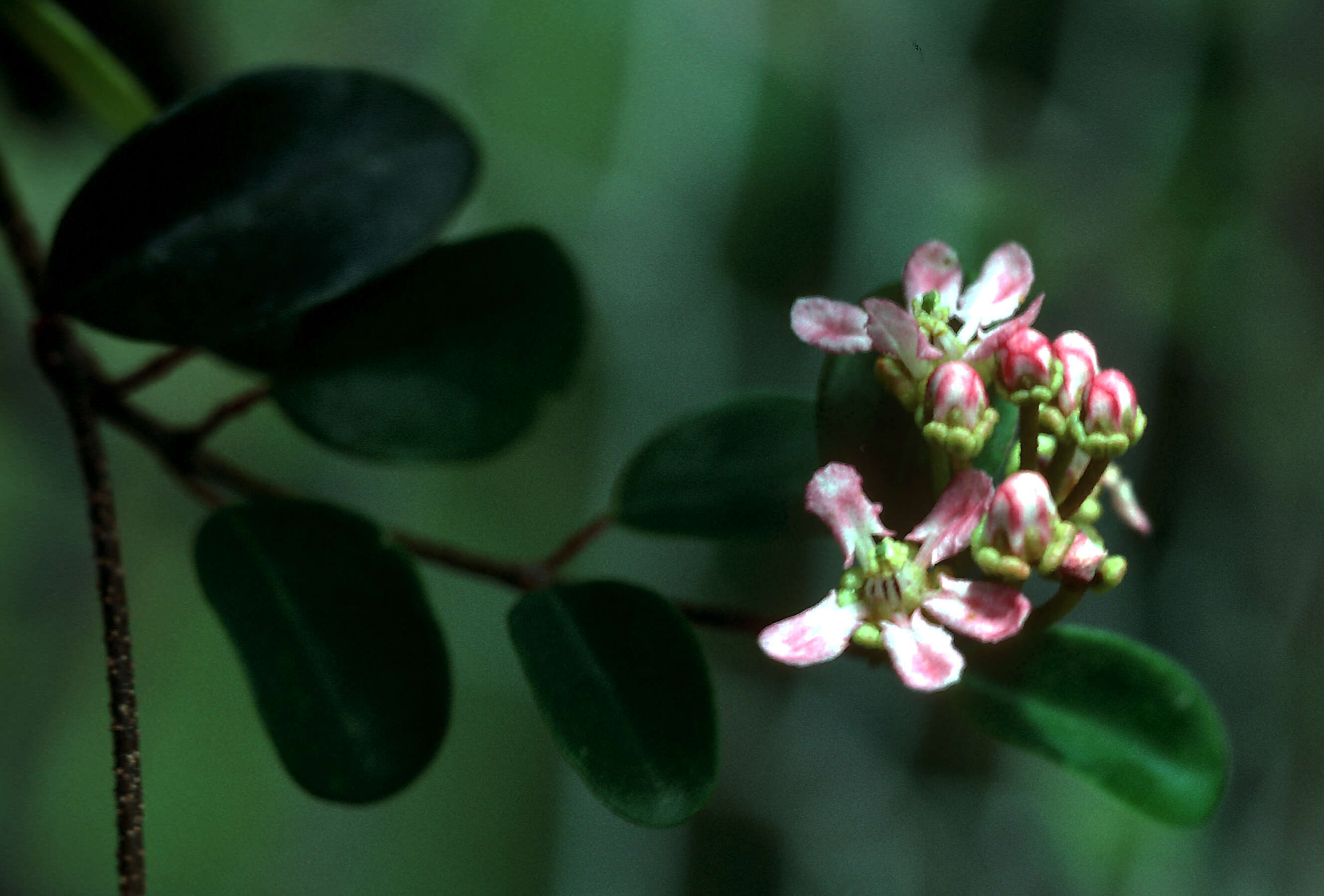 Plancia ëd Heteropterys purpurea (L.) Kunth