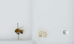 Image of Common carder bumblebee