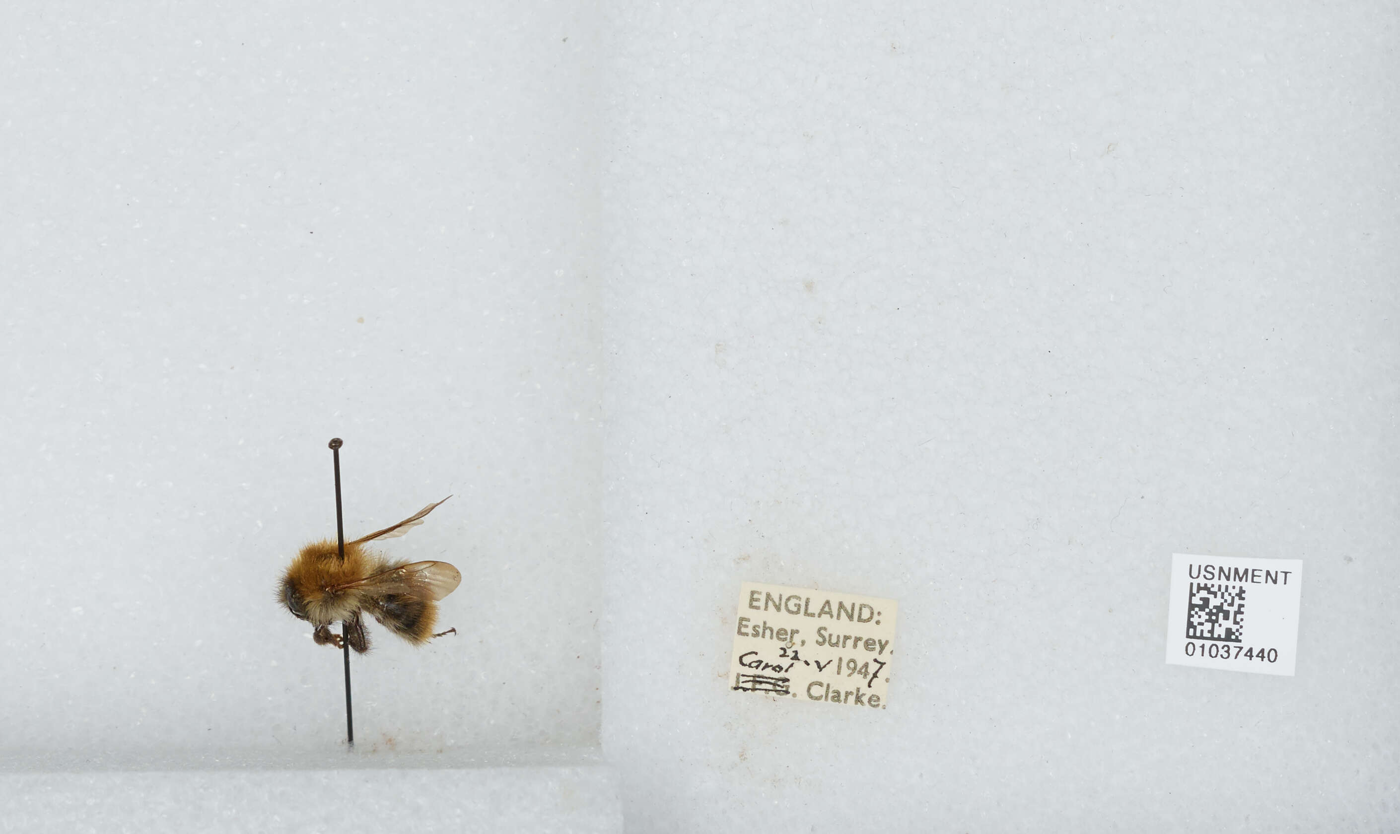 Image of Common carder bumblebee