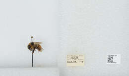 Image of Two Form Bumble Bee