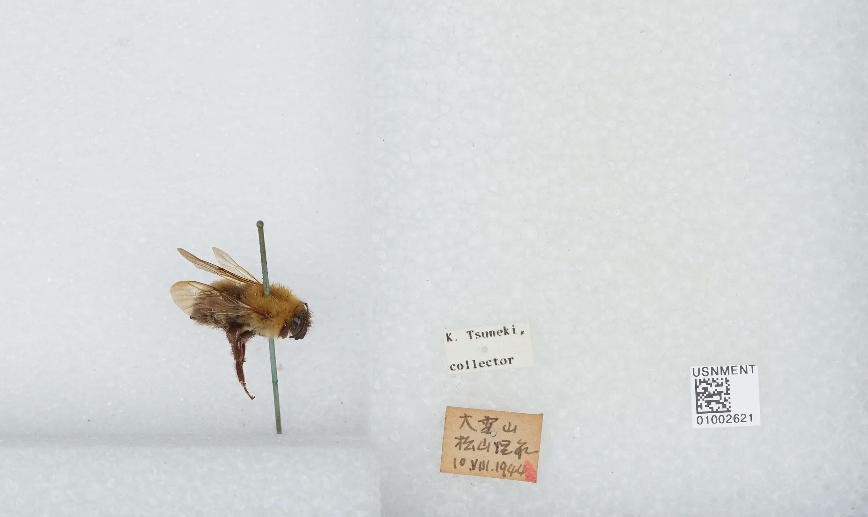 Image of Bombus diversus Smith 1869