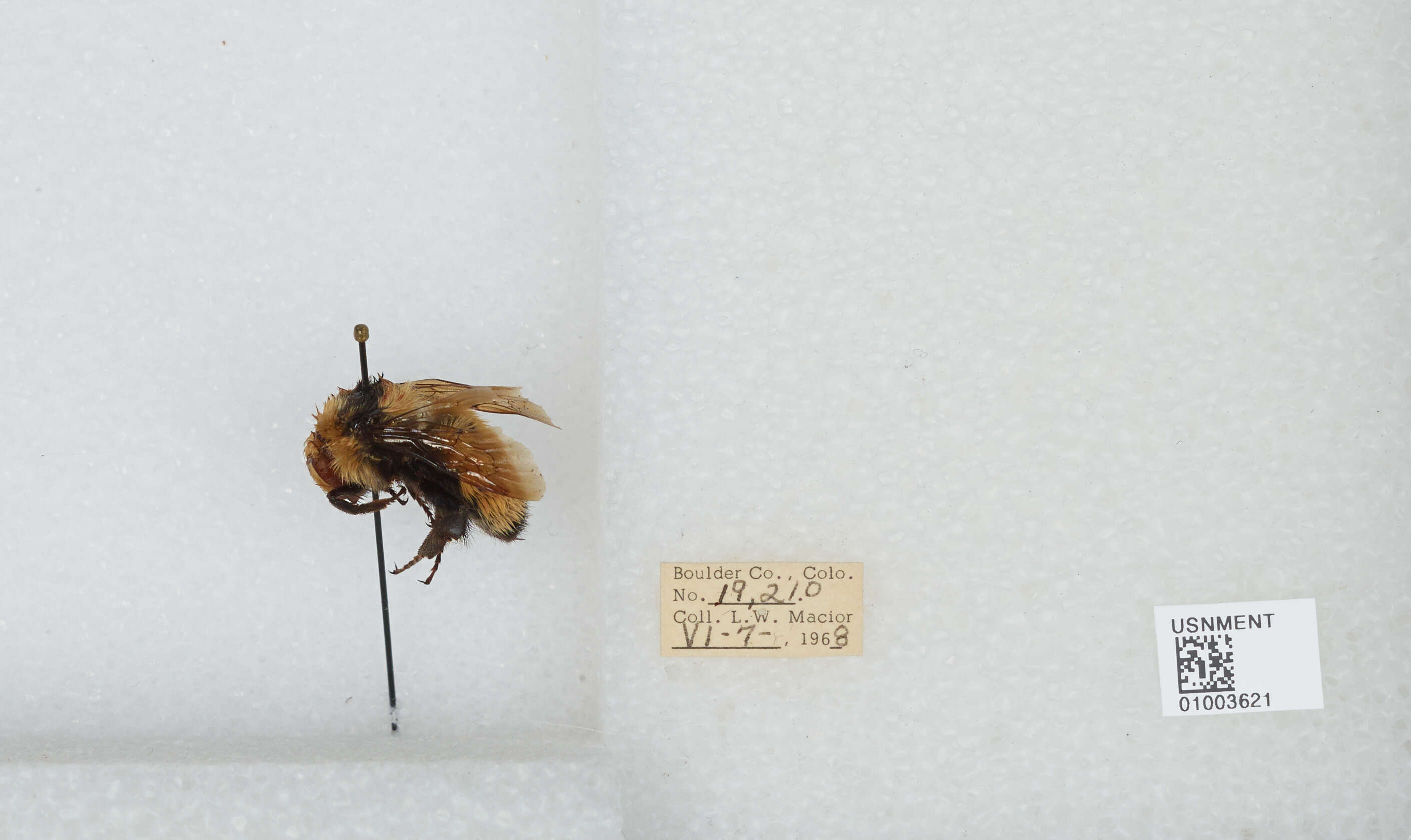 Слика од Bombus huntii Greene 1860