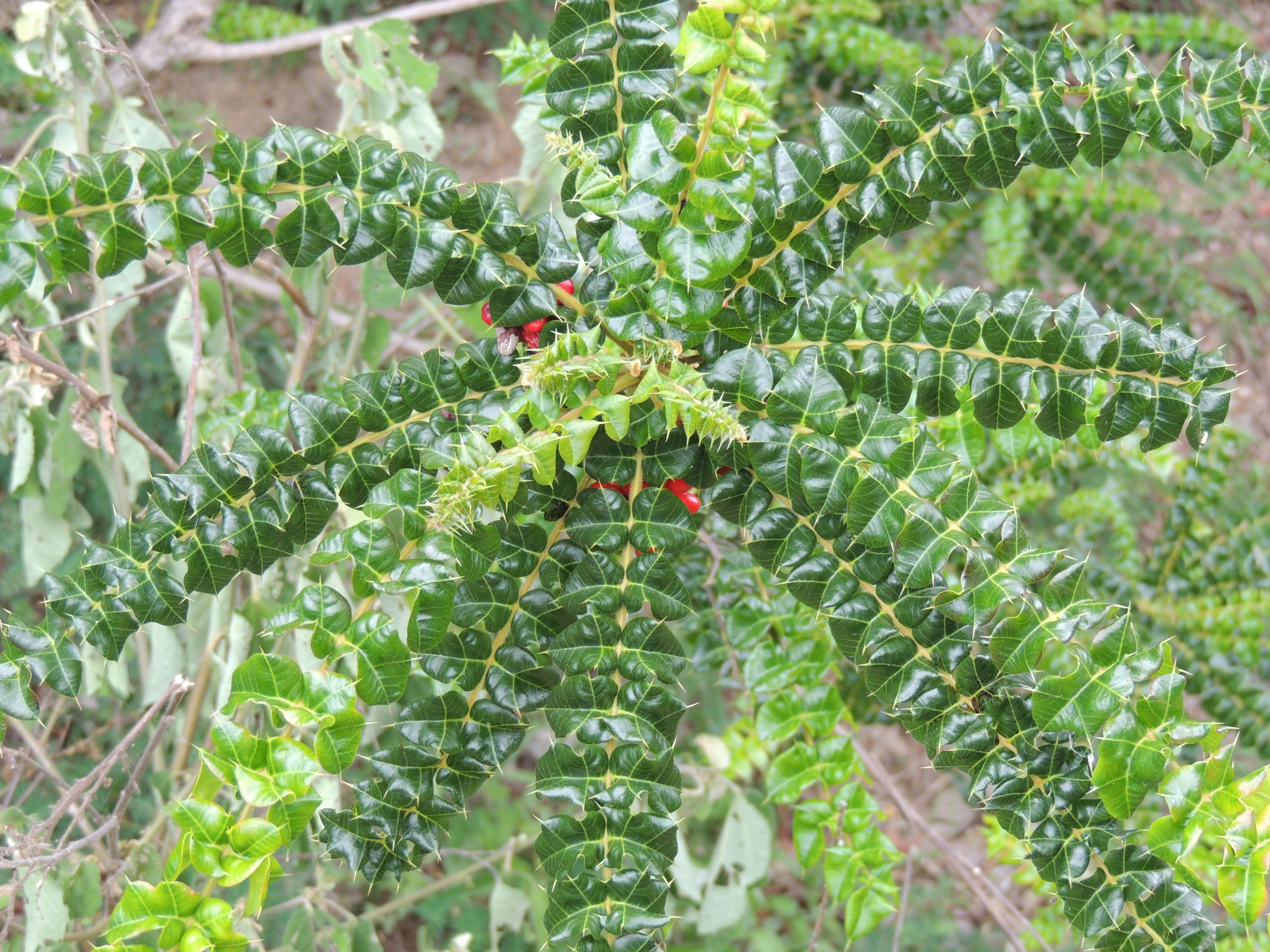 Image de Comocladia dodonaea (L.) Urban